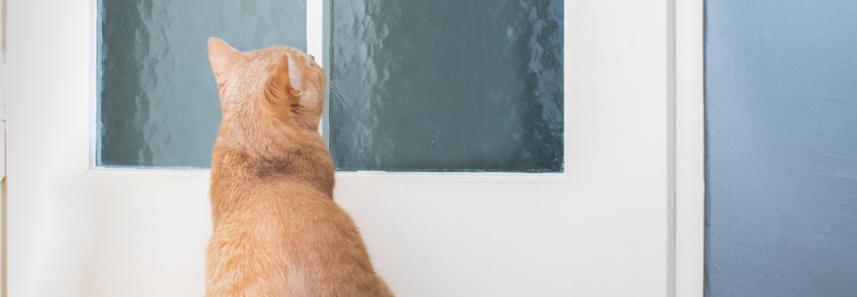 Waarom kiezen voor een kattenluik