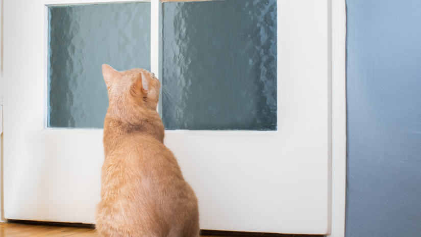 Waarom kiezen voor een kattenluik