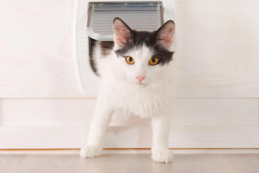 Kattenluik standaard