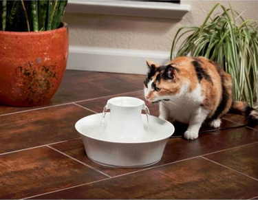 Drinkfontein kat
