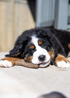 Nylabone puppy