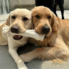 Adult vanaf 23 kg Adult vanaf 23 kg