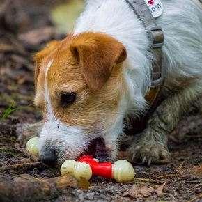 Adult 2 - 11 kg Adult 2 - 11 kg