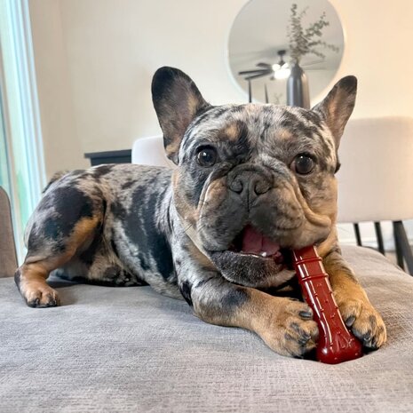 Nylabone Basted Blast – Bacon & Steak Dubbele Smaak Nylabone Basted Blast – Bacon & Steak Dubbele Smaak