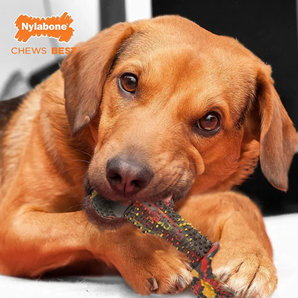 Nylabone Rubberen hondenspeeltje Strong chew bacon cheeseburger medium