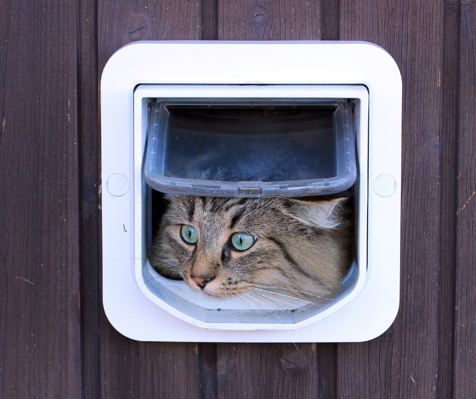 Microchip kattenluik