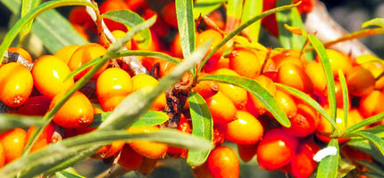 BioSanddornsaft & SanddornSpezialitäten direkt vom Erzeuger