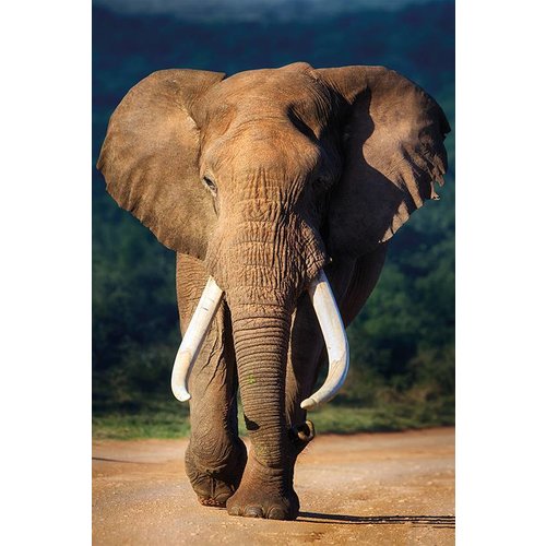 MondiArt Aluminium schilderij Oude olifant 100x150cm MondiArt Aluminium schilderij Oude olifant 100x150cm