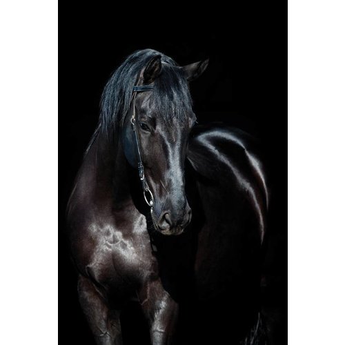 MondiArt Dibond schilderij Beauty 80x120cm MondiArt Dibond schilderij Beauty 80x120cm