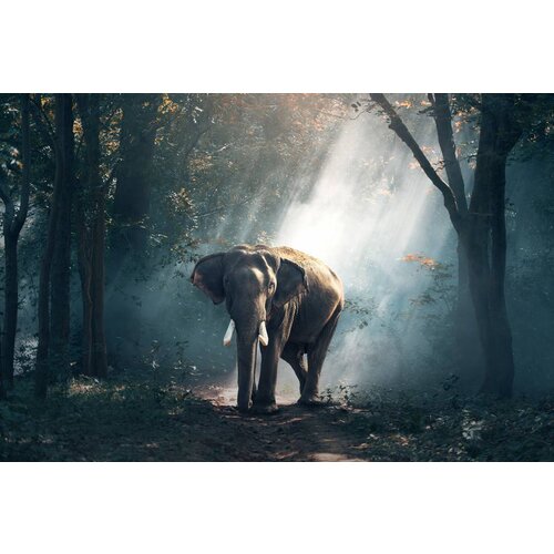 Wandkraft Glasschilderij Olifant in lichtstraal 148x98cm Wandkraft Glasschilderij Olifant in lichtstraal 148x98cm