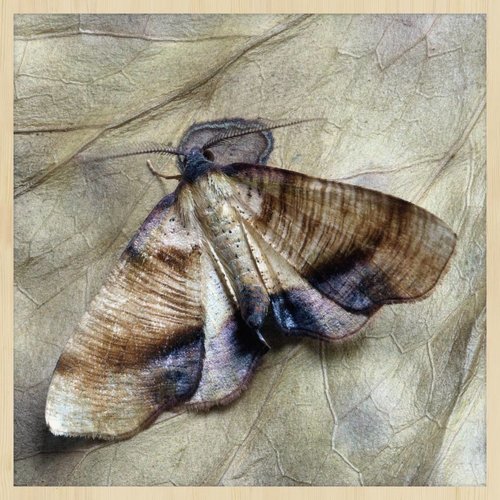 Wandkraft Schilderij forex motje 74x74cm Wandkraft Schilderij forex motje 74x74cm