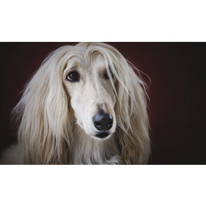 Diy Case Voor Micromax D303 Schilderij Gekleurde Wolf Konijn Glas Meisje  bloem Soft Tpu Voor Micromax Bolt D303 Cover Sheer Tassen|diy case|case for  micromaxtpu case - AliExpress