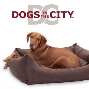 Dogs in the City