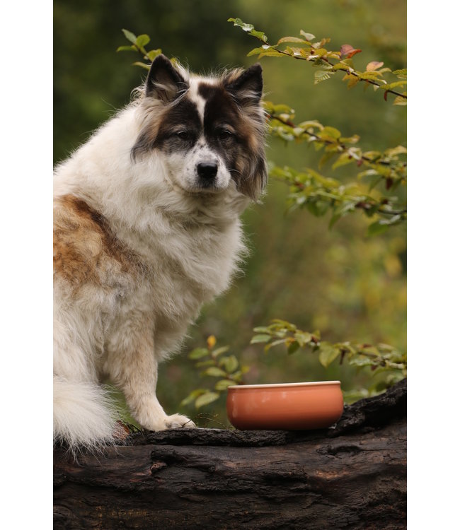 Keramik Hundenapf Apricot