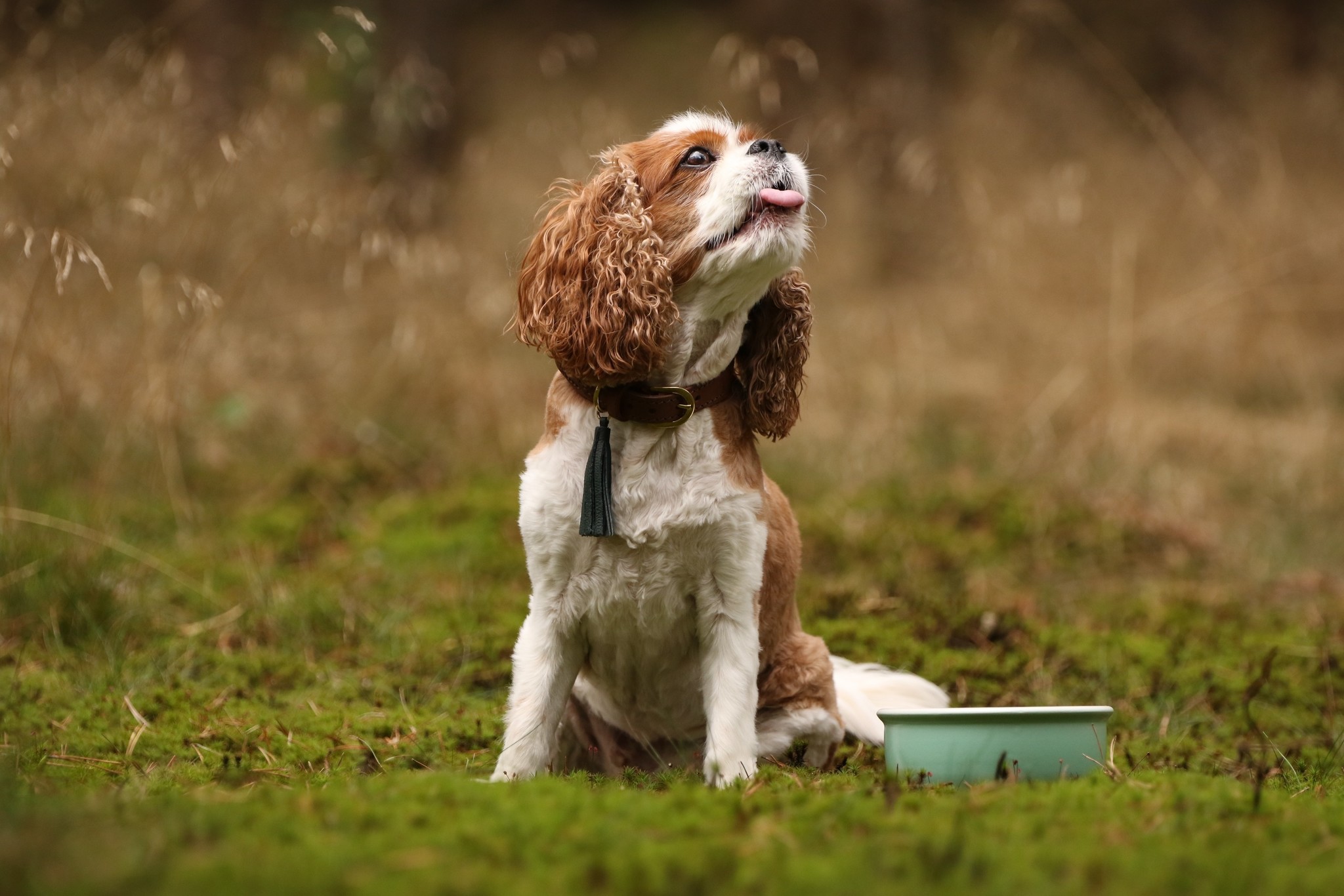 Hundenapf / Hundetrinkflasche / Napf für Unterwegs