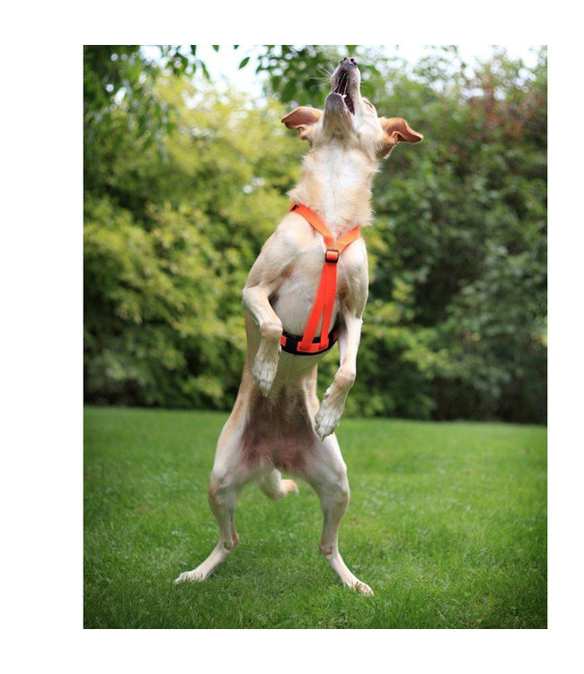 brustgeschirr - Neoprenpolsterung für Feltmann Hundegeschirre