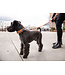 Dog Copenhagen - Hundehalsband Urban Explorer™ orange sun