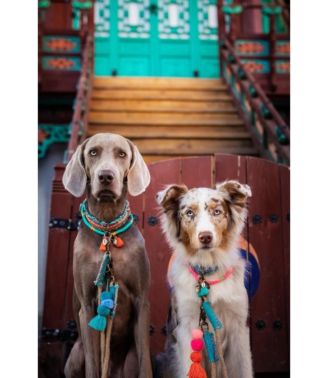 Dog with a Mission - Kette für Hunde Bondi Beach