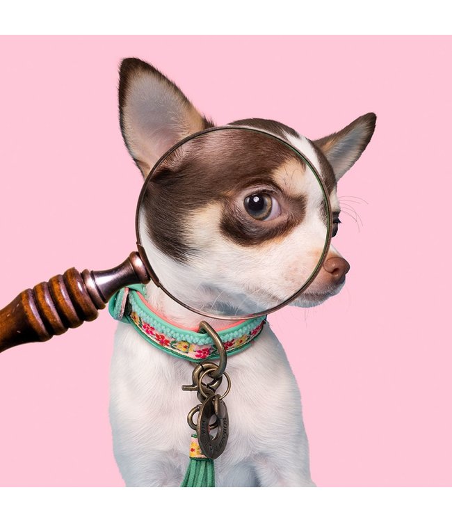 Dog with a Mission - Hippie Hundehalsband Mini Dog / Puppy
