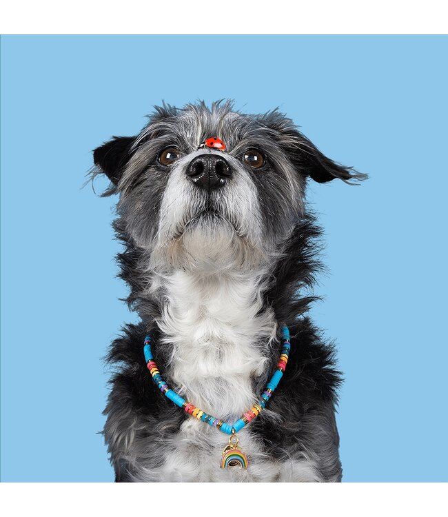 Dog with a Mission - Kette für Hunde Rainbow
