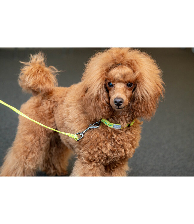 Rukka Pets - Welpen Hundehalsband Cheery