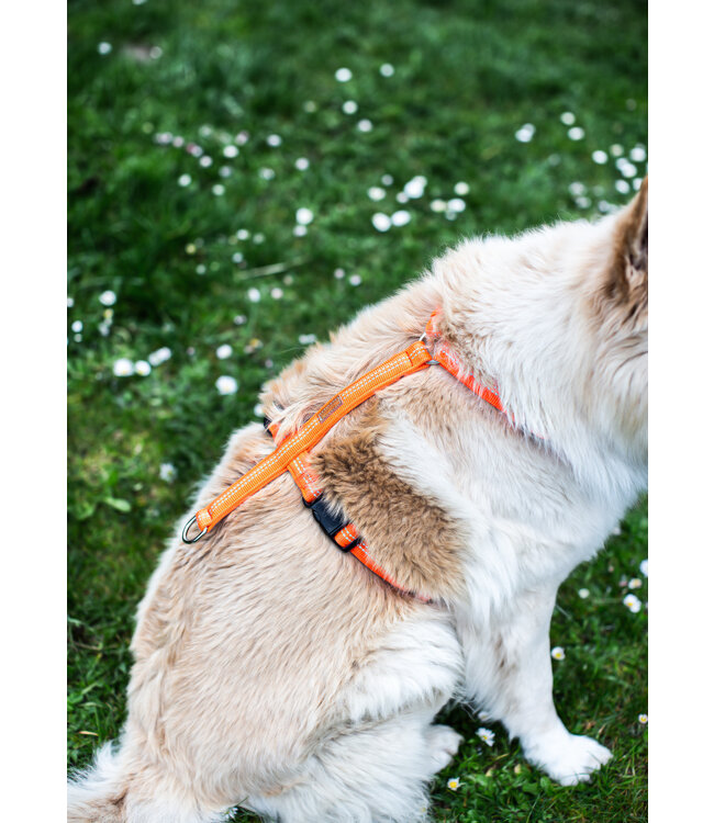 Feltmann - Hundegeschirr Mantrailing/Suchgeschirr Basic