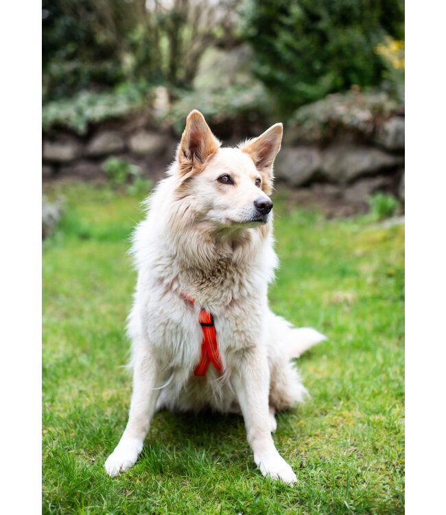 Feltmann - Hundegeschirr Mantrailing/Suchgeschirr Basic