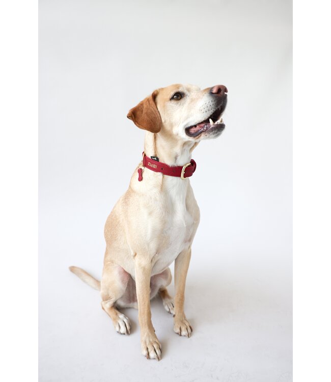 ZWEI - Hundehalsband Leo - Lipstick