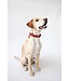 ZWEI - Hundehalsband Leo - Lipstick S/M