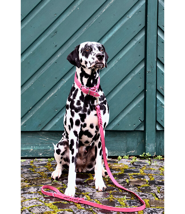 Maul Ledermanufaktur - Hundehalsband Mono Pop - Himbeere