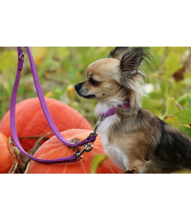 Das Lederband -  Hundeleine Boston