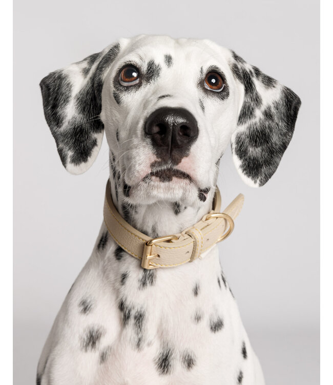 Hundehalsband Sir Chuck - Beige - Größe S / 26 - 32 x 2,5cm