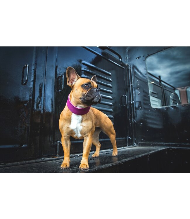 Das Lederband -  Hundehalsband Weinheim Violet