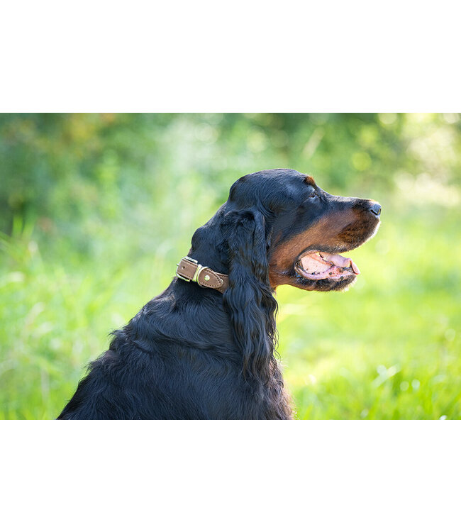 Maul Ledermanufaktur - Hundehalsband Mono Pop - Mocca