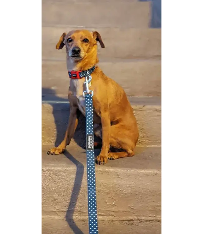 DOOG - Hundeleine Stella