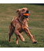 Beco Pet - Hundespielzeug Slinger Pebble