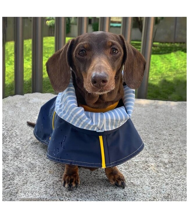 tQel  Hunderegenjacken Tintin Blau