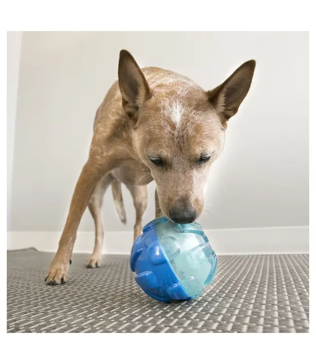 Kong - Hundespielzeug  Rewards Ball