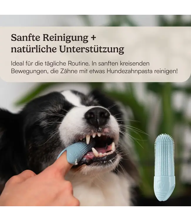 Hunderunde -  Hundezahnbürste