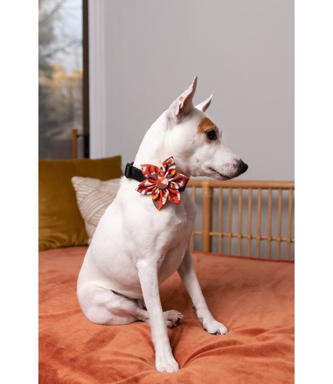 Huxley & Kent Pinwheel Pupkin Spice Latte für Halsbänder