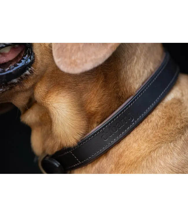 dubarry of Ireland -  Hundehalsband Axel Leder