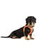 Curli - Hundegeschirr Clasp Air-Mesh Sun Orange