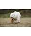 Pocurull - Hundespielzeug Rub Gossy Egg