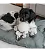 District 70 -  Hundespielzeug SQUID