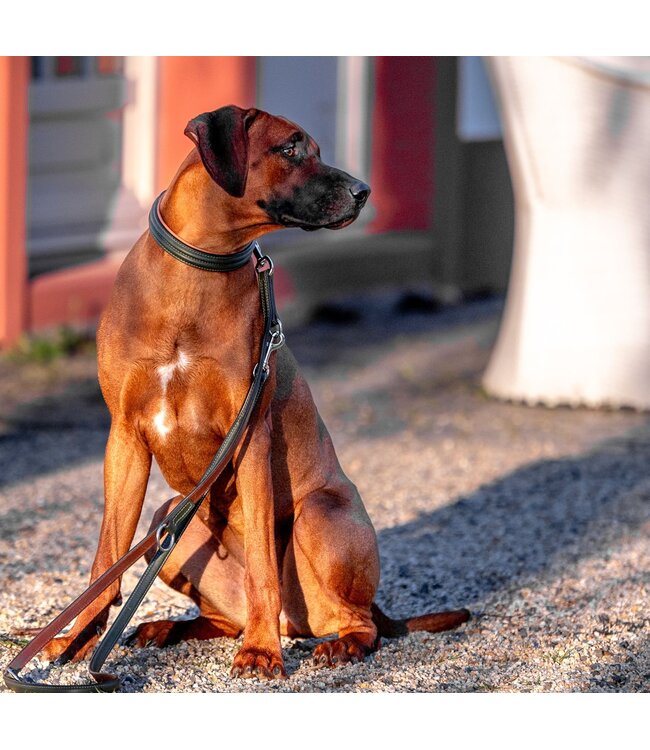 Kay-Line - Hundehalsband Pure