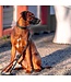 Kay-Line - Hundehalsband Pure