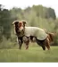 Hundlands - Hunde-WOLLMANTEL SPORT
