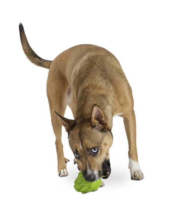 Planet Dog Orbee Tuff Artichoke Flöckchens Hundeladen Planet Dog Orbee Tuff Artichoke Kauspielzeug für Hunde