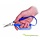 Lightweight scissors with large handle self-opening Easi-Grip®