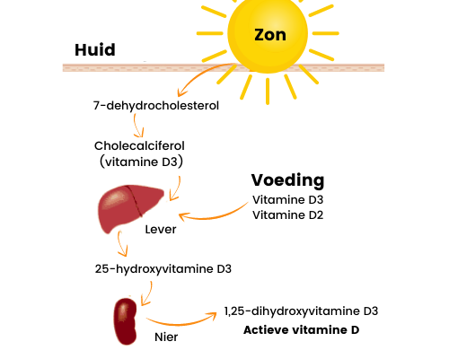 Vitamine D: wanneer zijn supplementen nodig?